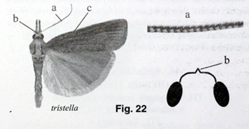 Agriphila cfr. selasella, Crambidae
